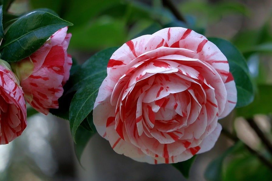Rosa-weiße Camellienblüte mit roten Streifen, umgeben von grünen Blättern und einem weichen Hintergrund